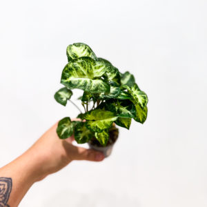 Syngonium: pot de 6 cm