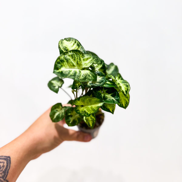 Syngonium: pot de 6 cm