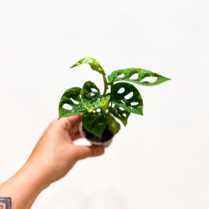 Monstera Monkey: pot de 6 cm