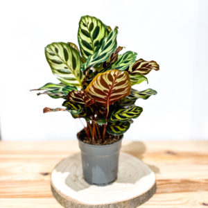 Calathea Makonaya: Pot de 12 cm