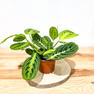 Maranta Lemon Lime: Pot de 12 cm