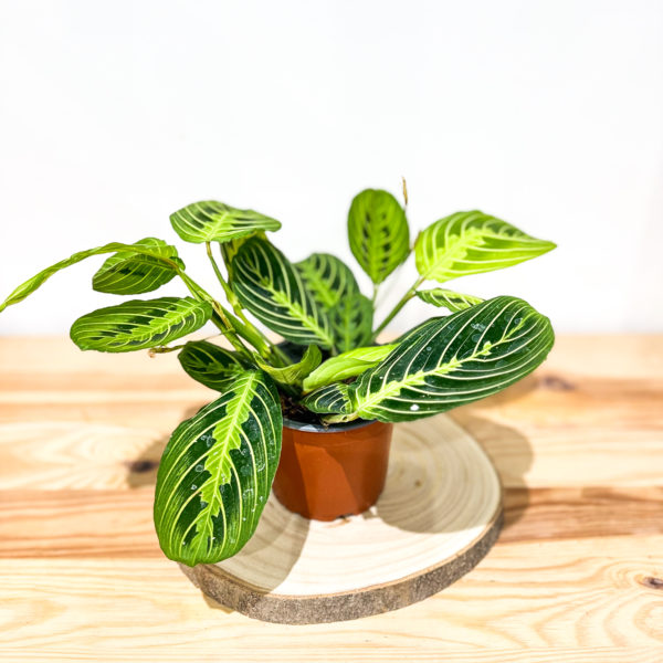 Maranta Lemon Lime: Pot de 12 cm