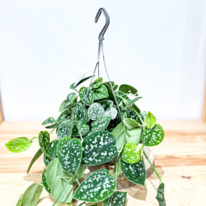 Scindapsus Pictus Argyraeus: Pot de 15 cm