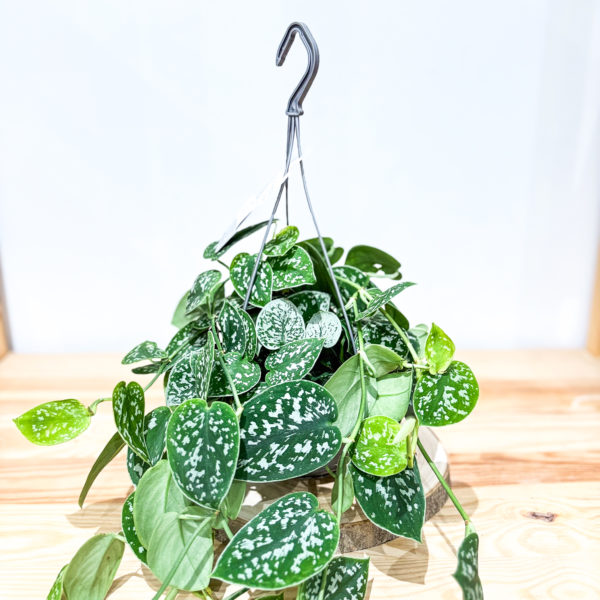 Scindapsus Pictus Argyraeus: Pot de 15 cm