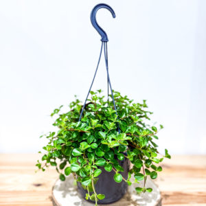Peperomia: Pot de 15 cm
