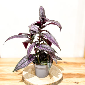 Strobilanthes: Pot de 12 cm