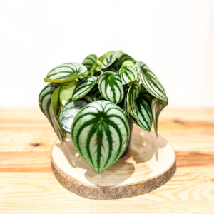 Peperomia Agriaya: Pot de 12 cm