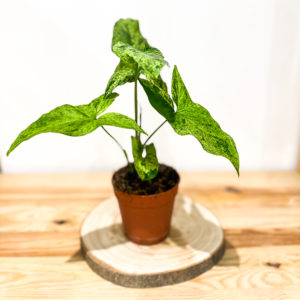 Syngonium Mojito: Pot de 12 cm