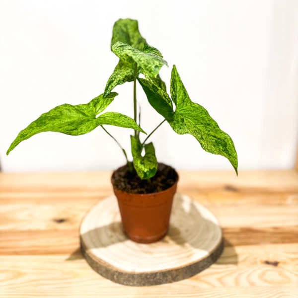 Syngonium Mojito: Pot de 12 cm