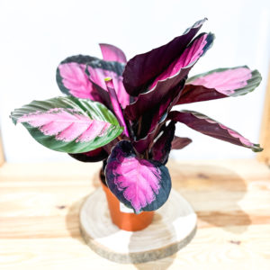 Calathea Roseopicta: Pot de 14 cm