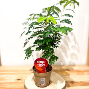 Tamarindus: Pot de 12 cm