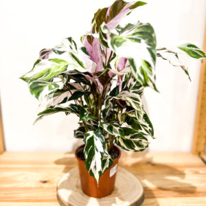 Calathea Stella: Pot de 14 cm