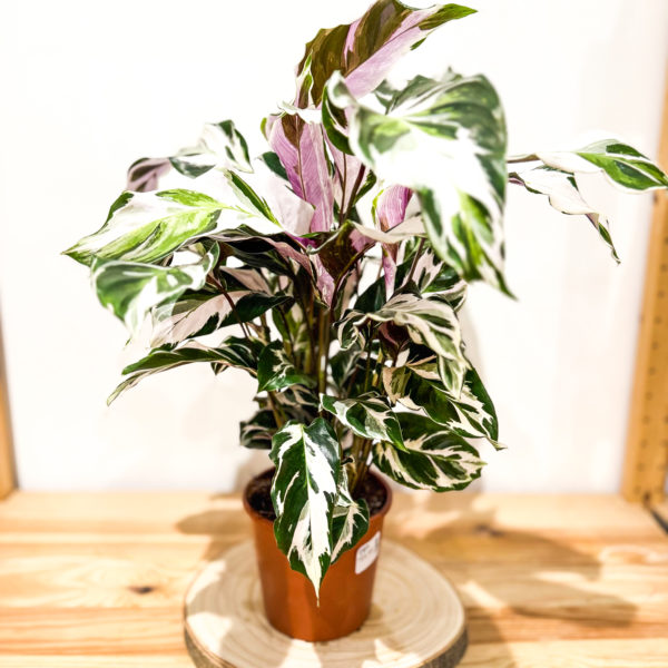 Calathea Stella: Pot de 14 cm