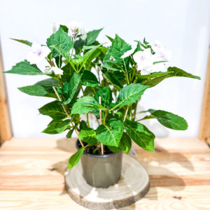 Hortensia d'intérieur: Pot de 15 cm
