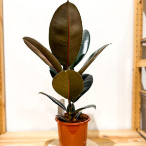 Ficus Abidjan: Pot de 15 cm