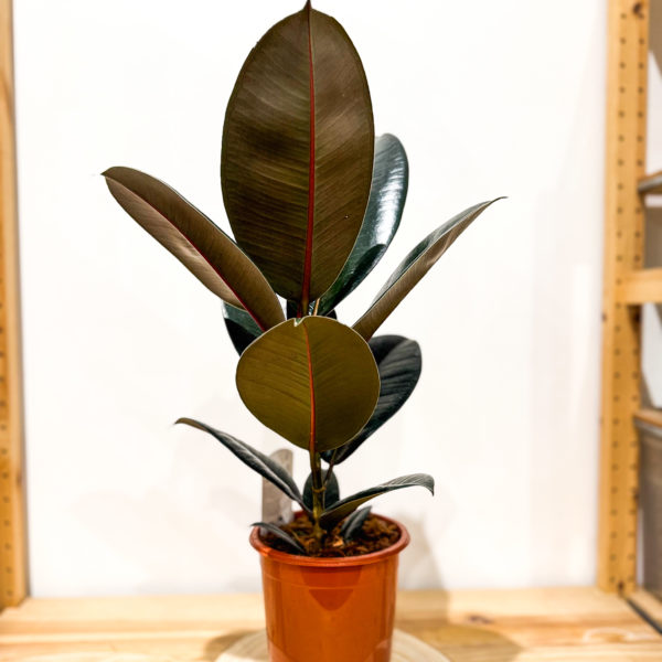 Ficus Abidjan: Pot de 15 cm