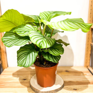 Calathea Orbifolia: Pot de 17 cm