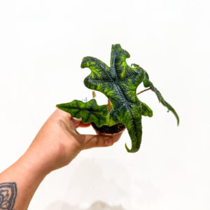 Alocasia Jacklyn: pot de 6 cm