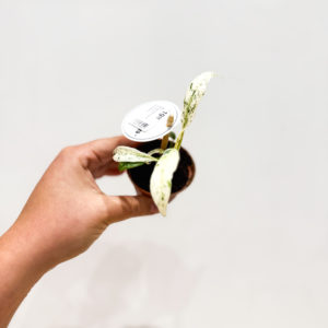 Exclusivité - Rhaphidophora Perbula Variegata: pot de 6 cm