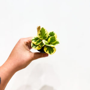 Peperomia Obt: pot de 6 cm