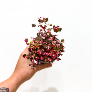 Oxalis - Vulcan Rose: pot de 10.5 cm