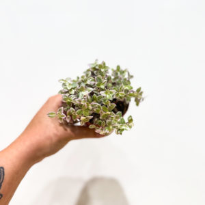 Tradescantia Fluminensis: pot de 9 cm