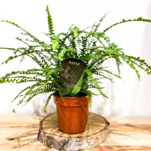Nephrolepis: Pot de 12 cm