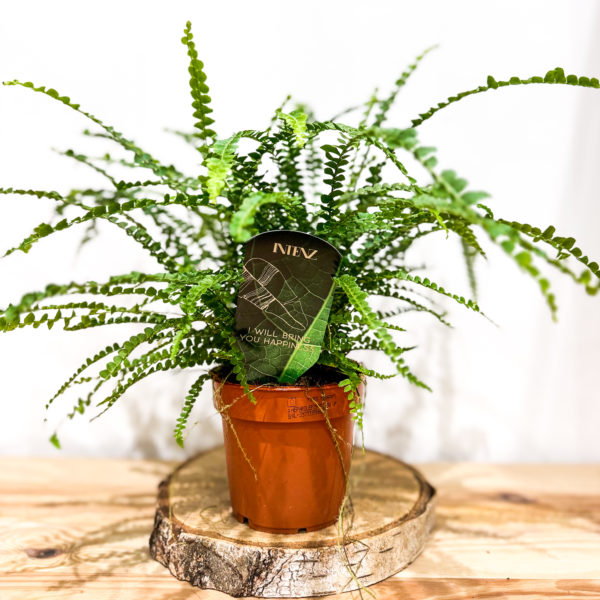 Nephrolepis: Pot de 12 cm