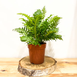 Blechnum Gibbum Silver Lady: Pot de 12 cm