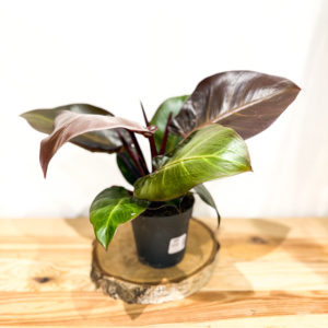 Philodendron Cherry Red: Pot de 12 cm