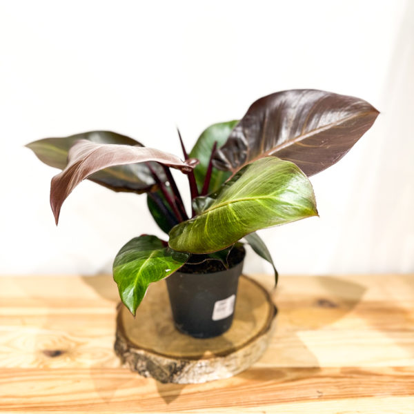Philodendron Cherry Red: Pot de 12 cm