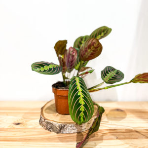 Maranta Leuconeura: Pot de 12 cm