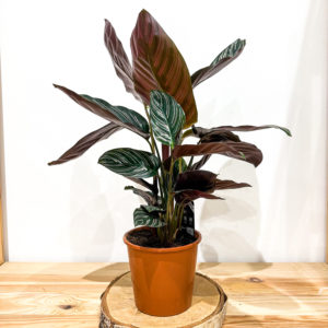 Calathea Ornata: Pot de 15 cm