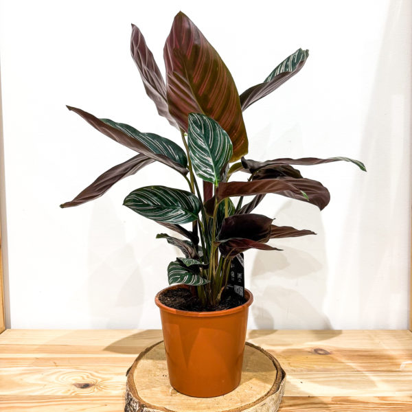 Calathea Ornata: Pot de 15 cm