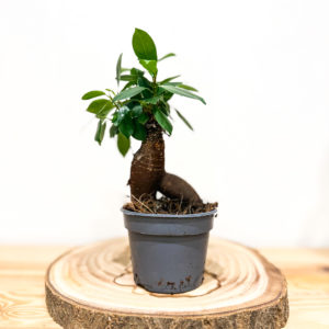 Ficus Microcarpa / Bonsaï - Pot de 10 cm