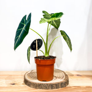 Alocasia Frydek: Pot de 12 cm