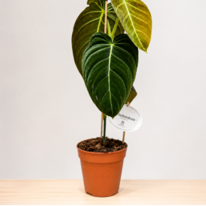 Philodendron Melanochrysum: Pot de 12 cm