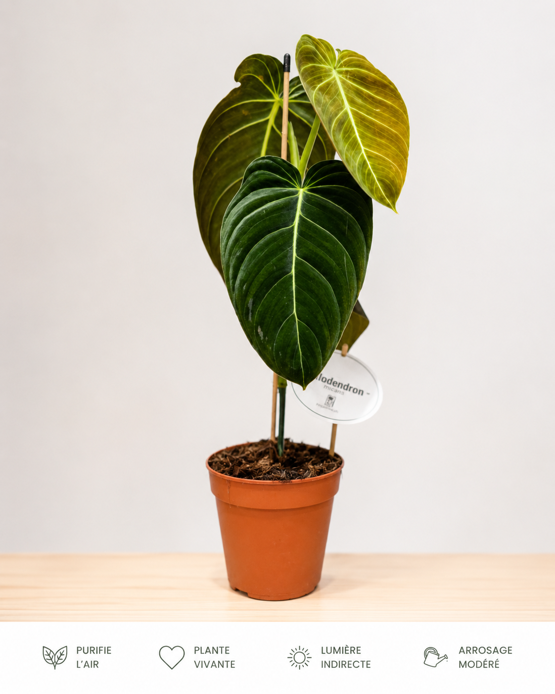 Philodendron Melanochrysum: Pot de 12 cm