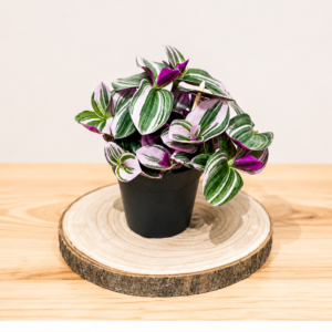 Tradescantia Nanouk: Pot de 12 cm