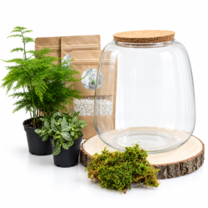 Kit DIY Hedera (2 plantes)