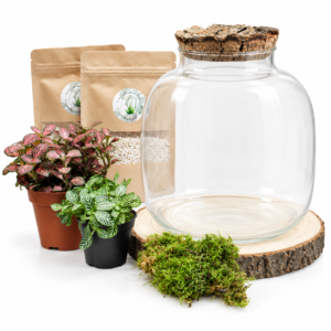 Kit DIY Diclaema (2 plantes)