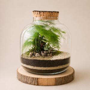 Diclaema (2 plantes)
