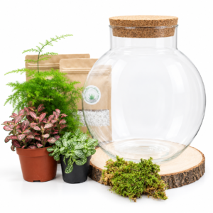 Kit DIY Green Bubble L (3 plantes)
