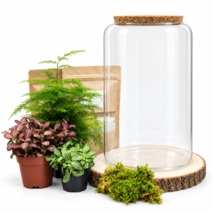Kit DIY Bottle M (3 plantes)
