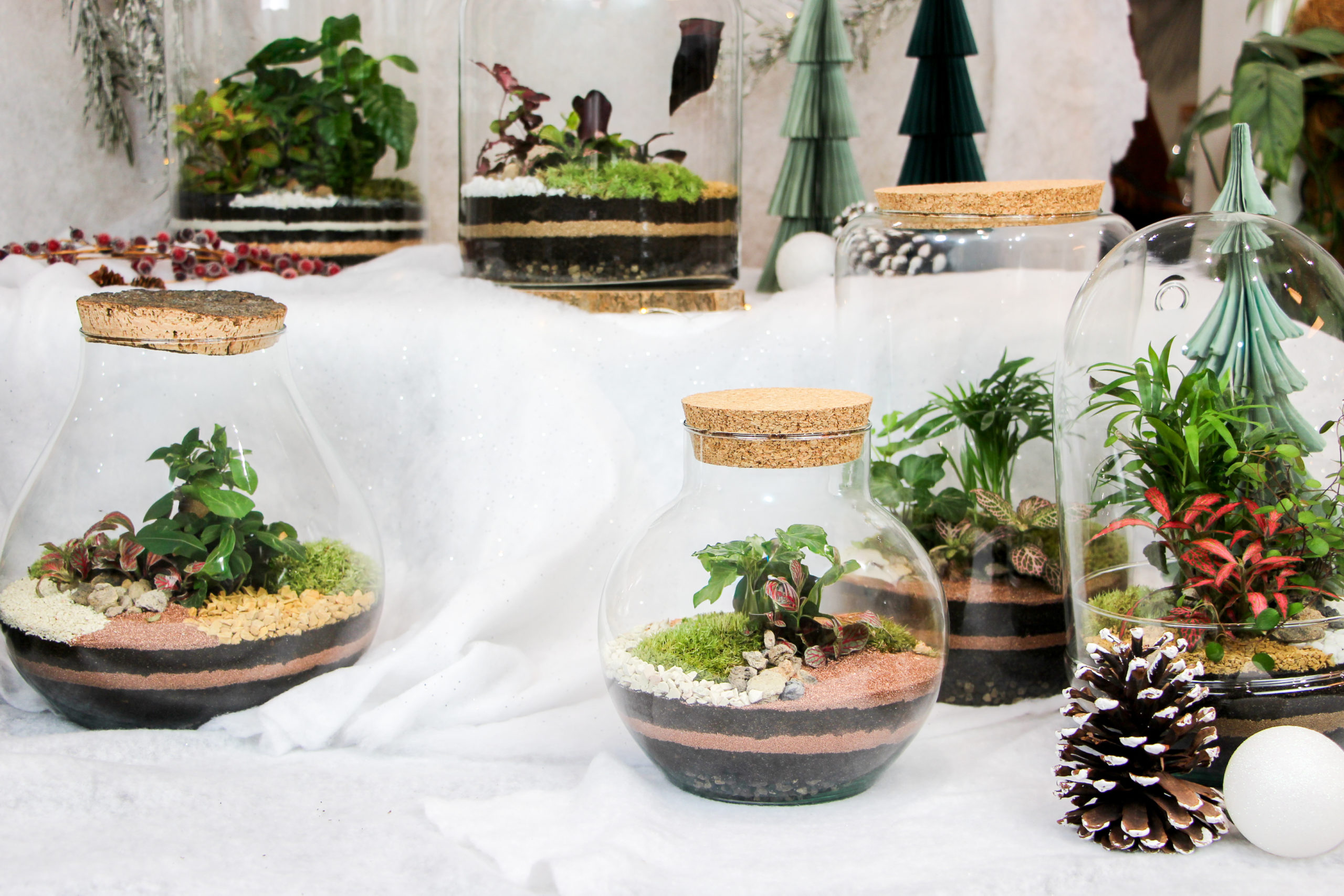 terrariums de la marque Tinygarden.ch à Lausanne idée de cadeaux de Noël végétale facile d'entretien livraisons et retraits garantis avant les fêtes