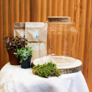 Kit DIY Beckia M (2 plantes)