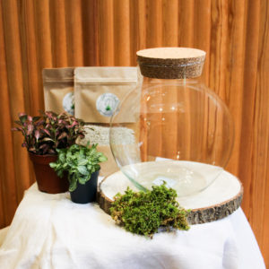 Kit DIY Green Bubble S (2 plantes)