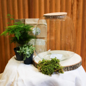 Kit DIY Hedera (2 plantes)