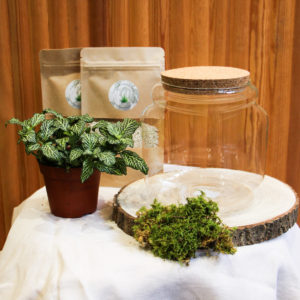 Kit DIY Beckia S (1 plante)