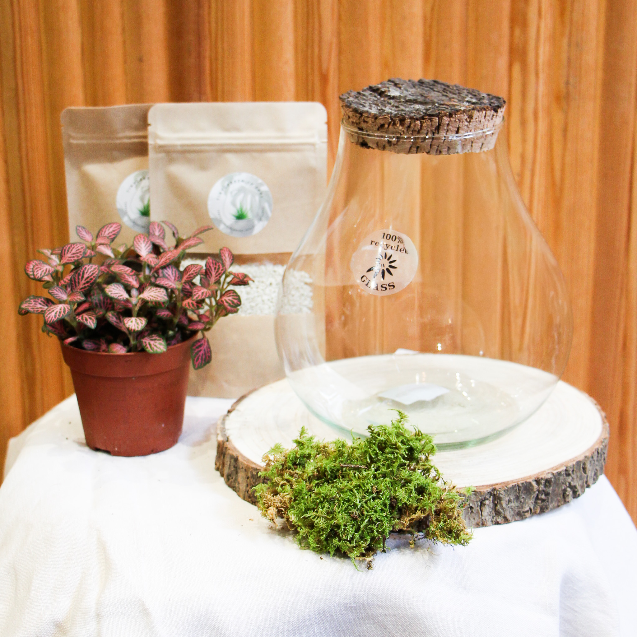 Kit DIY Monstera S (1 plante)